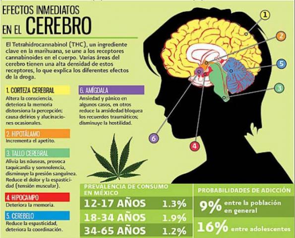 cerebro_mariguana.jpg